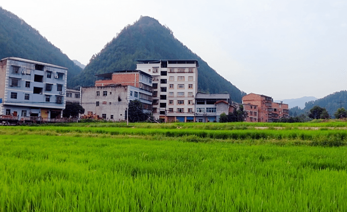 丰都包鸾:稻鱼共生 鱼粮双赢_水稻_包鸾镇_鱼苗