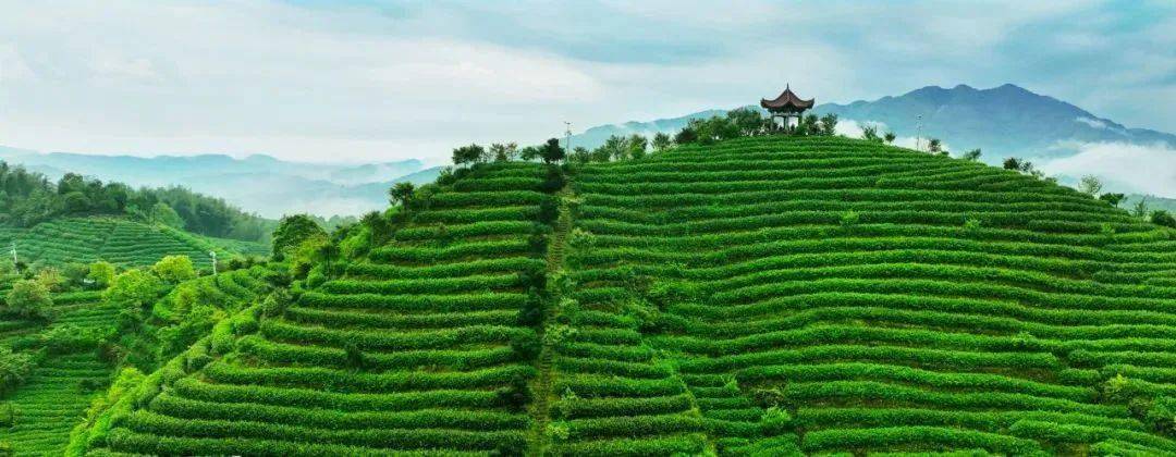 乡村振兴丨温州平阳水头:"中国黄汤第一村"找到茶旅产业融合"共富密码