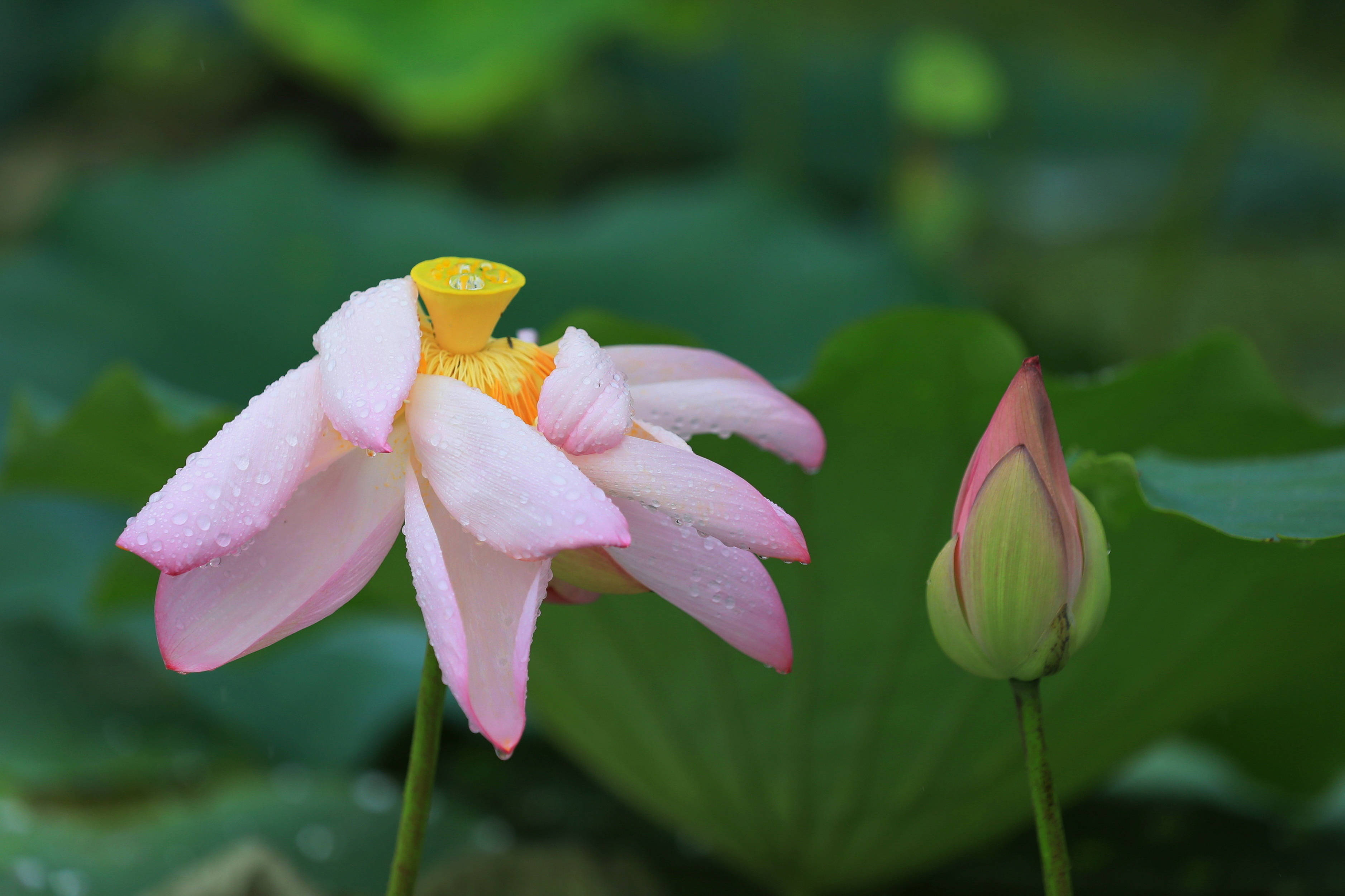 2023年8月29日在浙江省嘉兴市南湖区凌公塘文化主题公园拍摄的荷花.