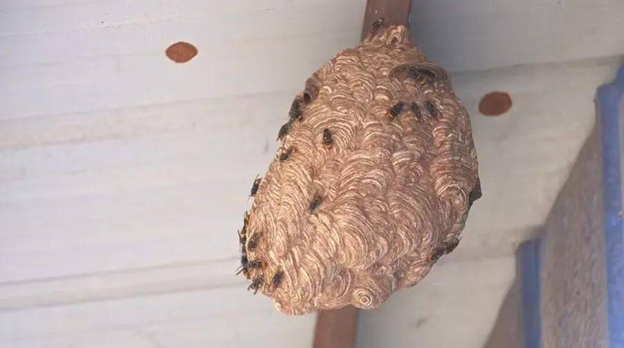 丰都一居民房惊现毒蜂窝,党员上门"一锅端"