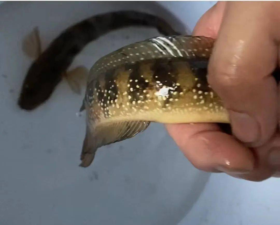 专家建议_黑鱼_钓友_南鱼