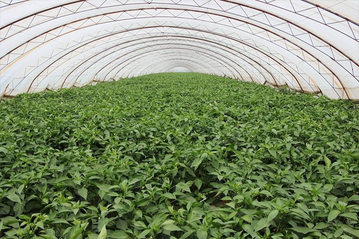 黄河新闻网长治讯:眼下,正值各类蔬菜大量上市的时节,走进长子县宋村
