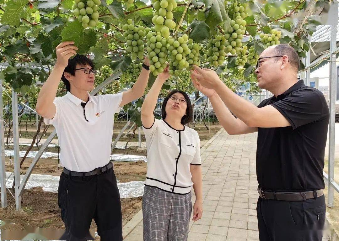 科技小院大作为 葡萄添"镁" 果更美_辽宁省_种植户_肥料