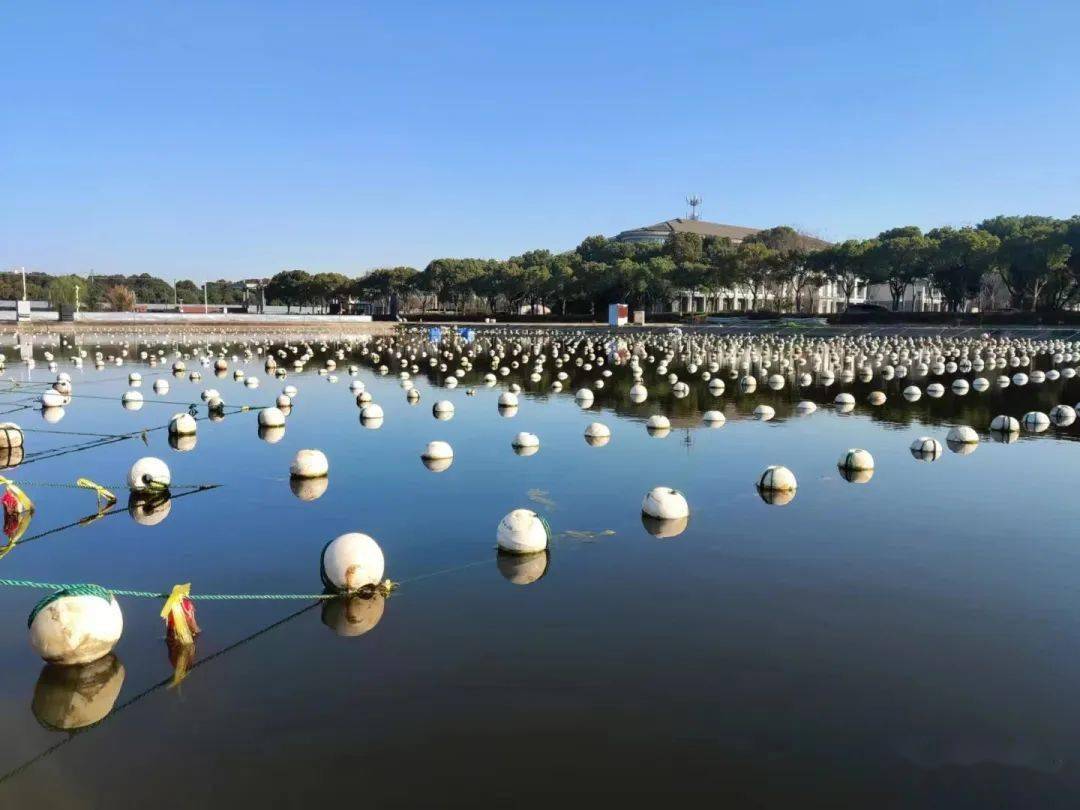 全国首个螺蛳新品种问世——环棱螺"蠡湖1号"_养殖_科学研究院_池塘