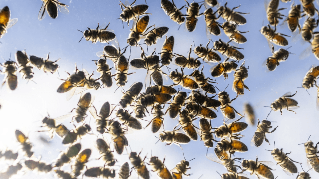 加拿大多伦多附近一卡车急弯落下蜂箱，500万只蜜蜂倾巢而出