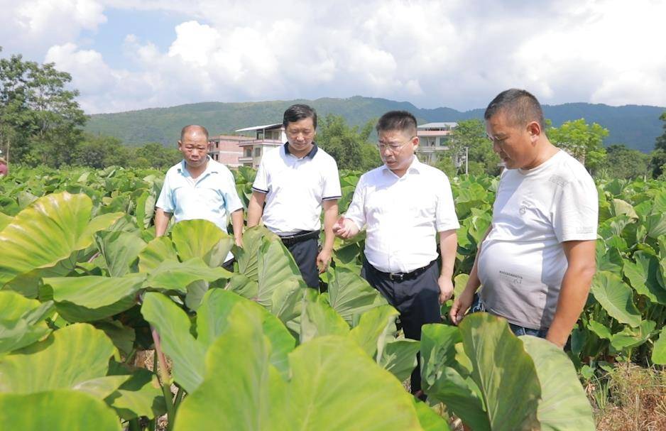 江永:唐德荣聚焦农业问题 以调研促学促干 以调研破题解难_香芋_江永