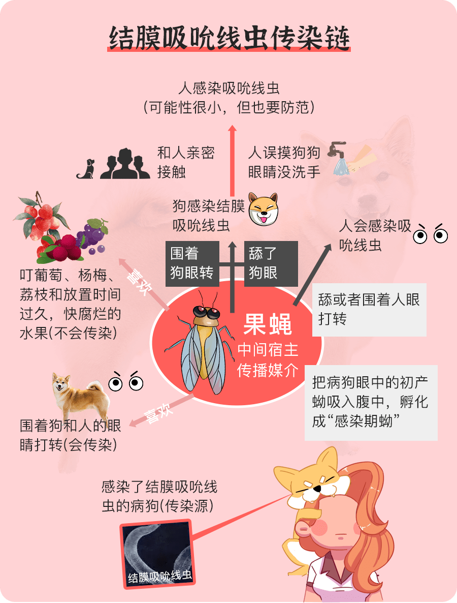 不想眼瞎,虫子飞进眼睛千万别揉._结膜_寄生虫_深圳