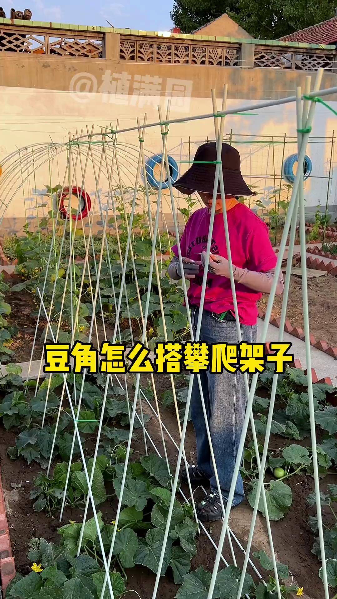 豆角爬藤架搭建方法豆角架 搭豆角架 黄瓜架子怎么搭