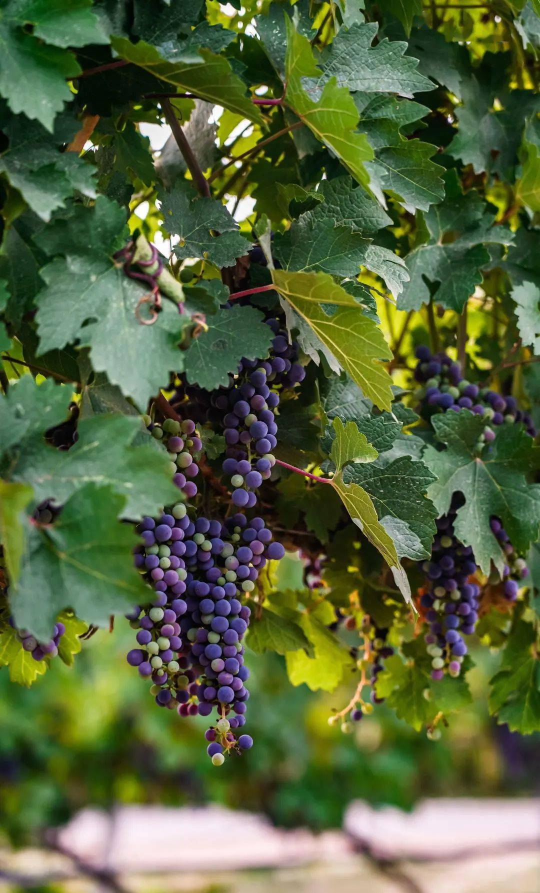 宁夏葡萄佳酿,醉美人生_酿酒_贺兰山_口感