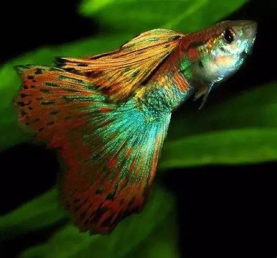 孔雀花鳉,俗名孔雀鱼,也称为凤尾鱼,彩虹花鳉,虹鳉,古比鱼等,是花鳉科