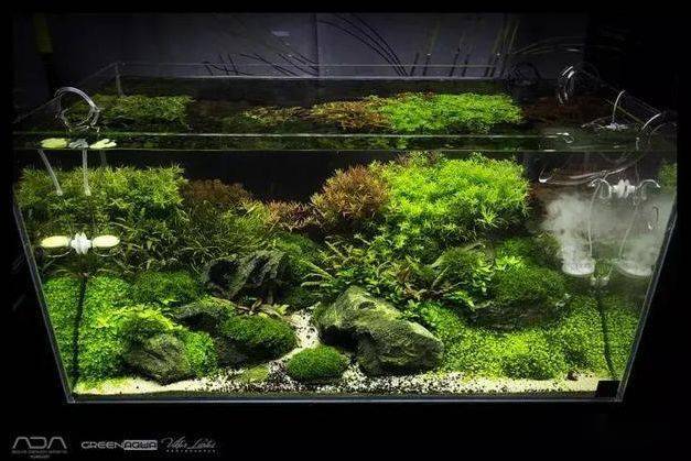 ada到底有什么不一样?天野尚草缸,自然水景缔造者!_title_造景_水草