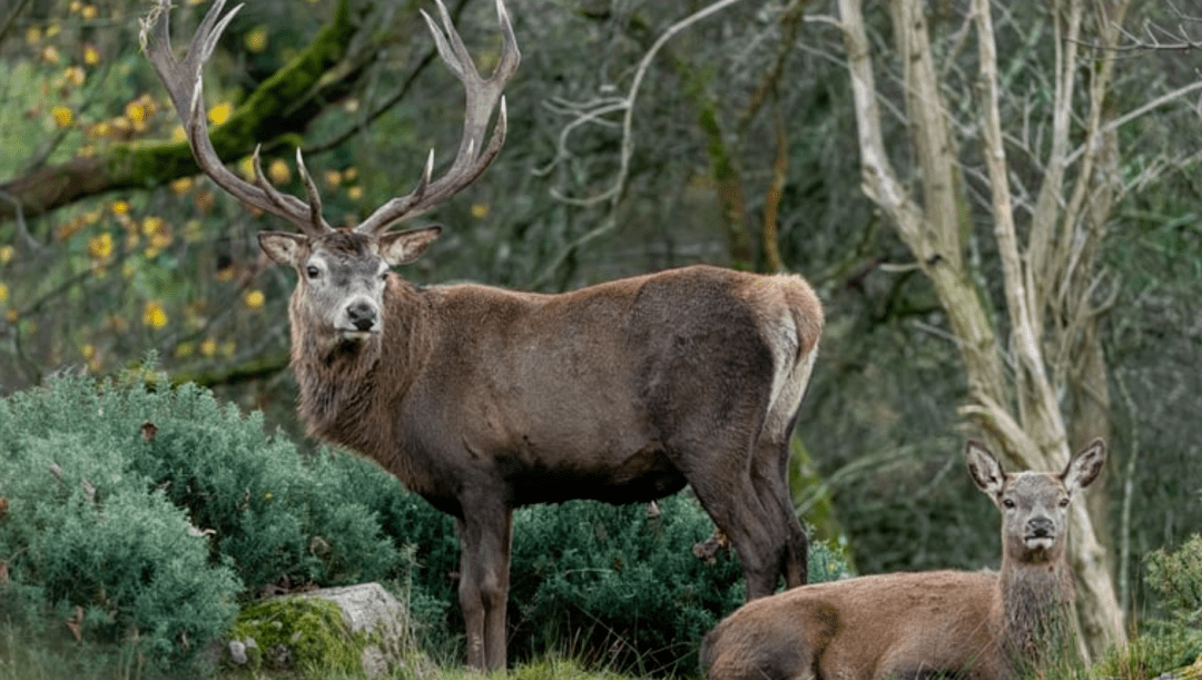 爱尔兰一年一度猎鹿季周五正式开始
