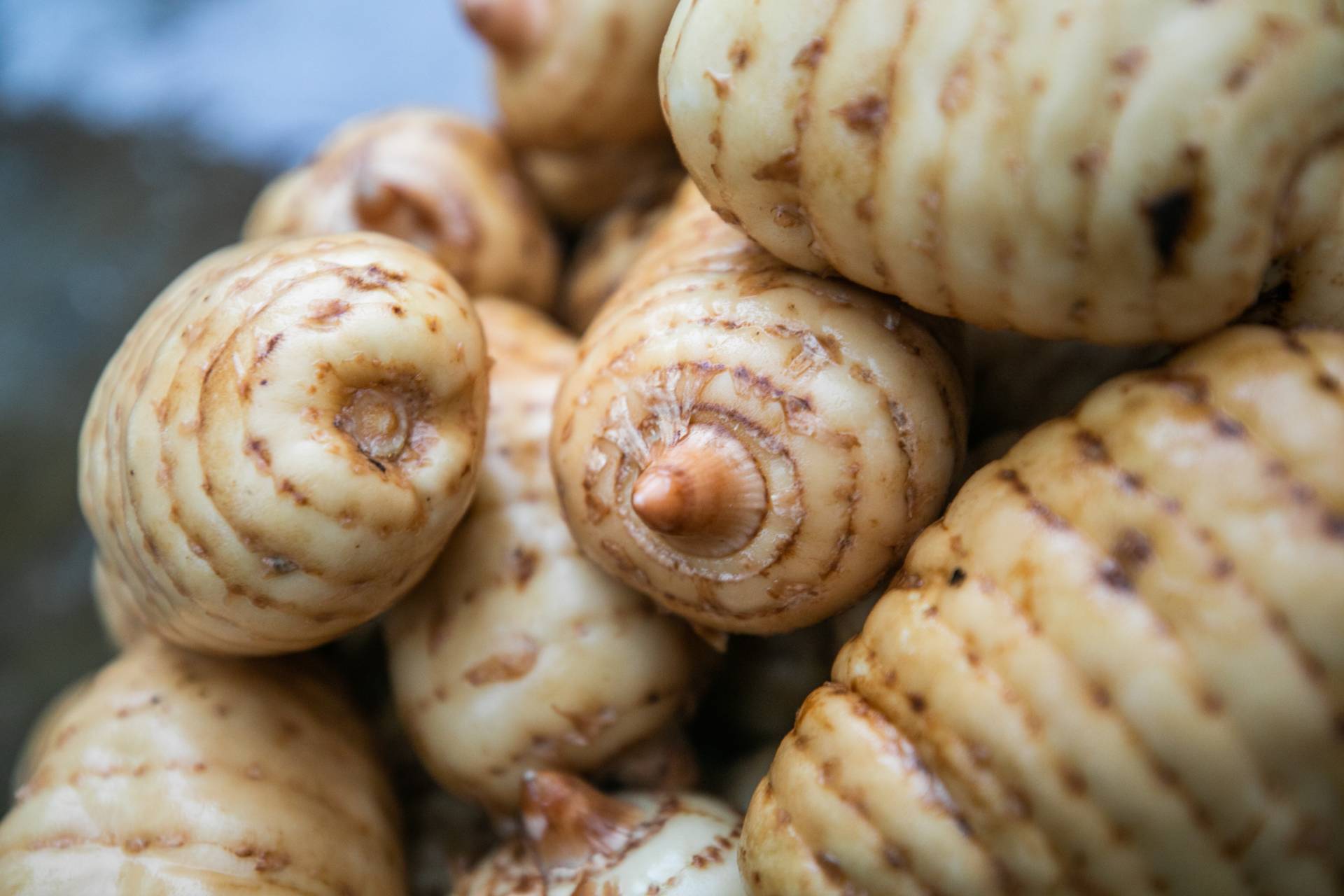 黔村 |⑧贵州天麻:地里"黄金宝" 林下"土特产"_种植_德江_雷山