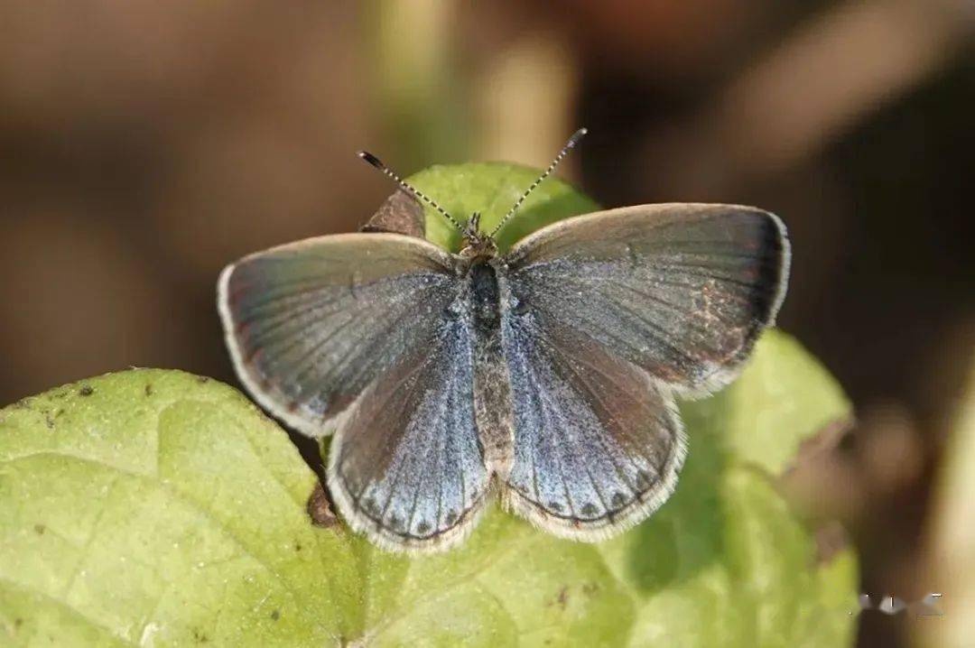【泰山昆虫科普】——酢浆灰蝶_灰白色_幼虫_腹面