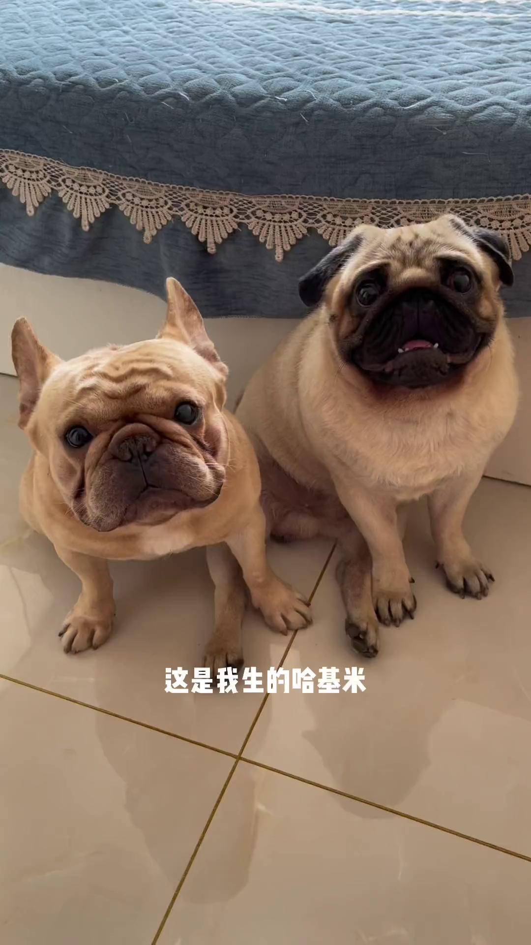 巴哥 法斗