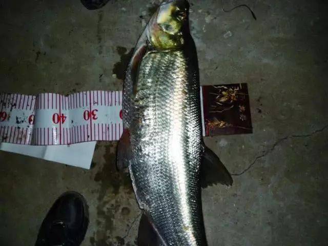 给钓友们看看大家伙,路上来的米级翘嘴,这鱼有个缺点"见光死"_路亚人