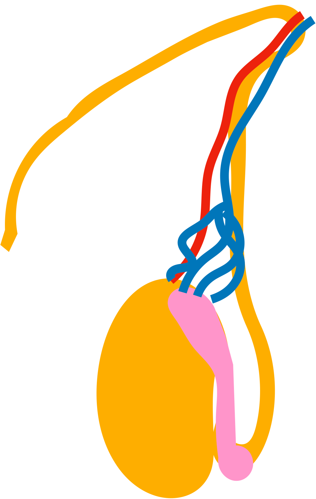 男子睾丸疼痛,放射到两边肾脏,医生像盘核桃一般,为其揉搓检查_患者