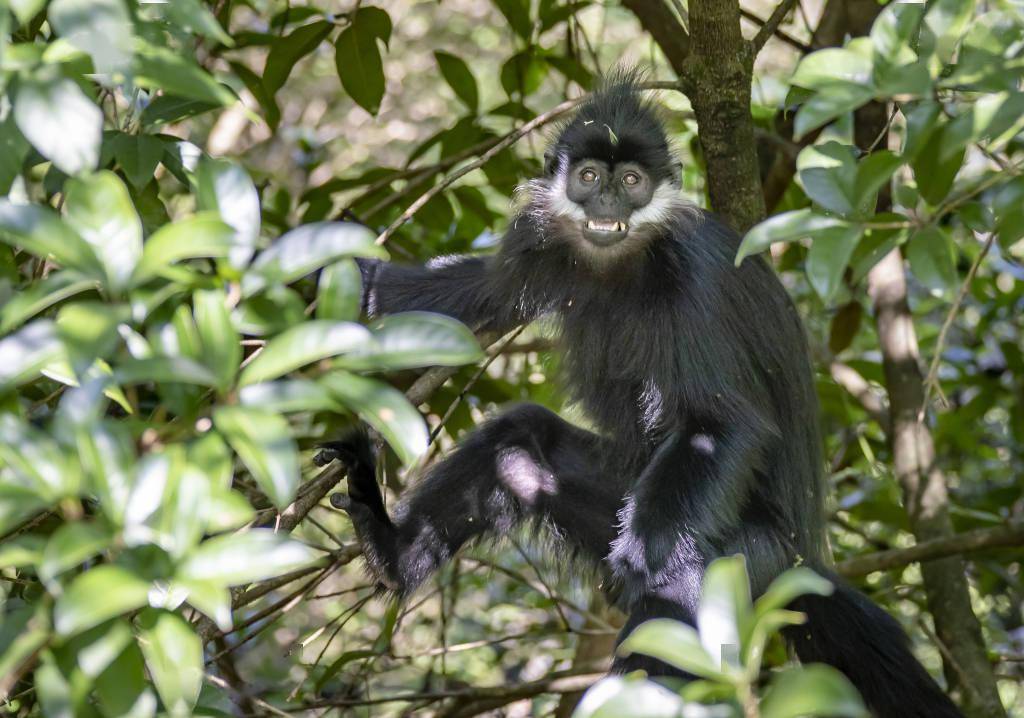 「生态密码」贵州黑叶猴家族的守护与壮大_刘国兴_中国_视觉