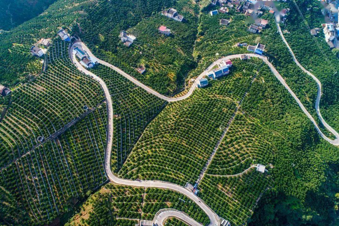 建设_郭家坝镇_柑橘