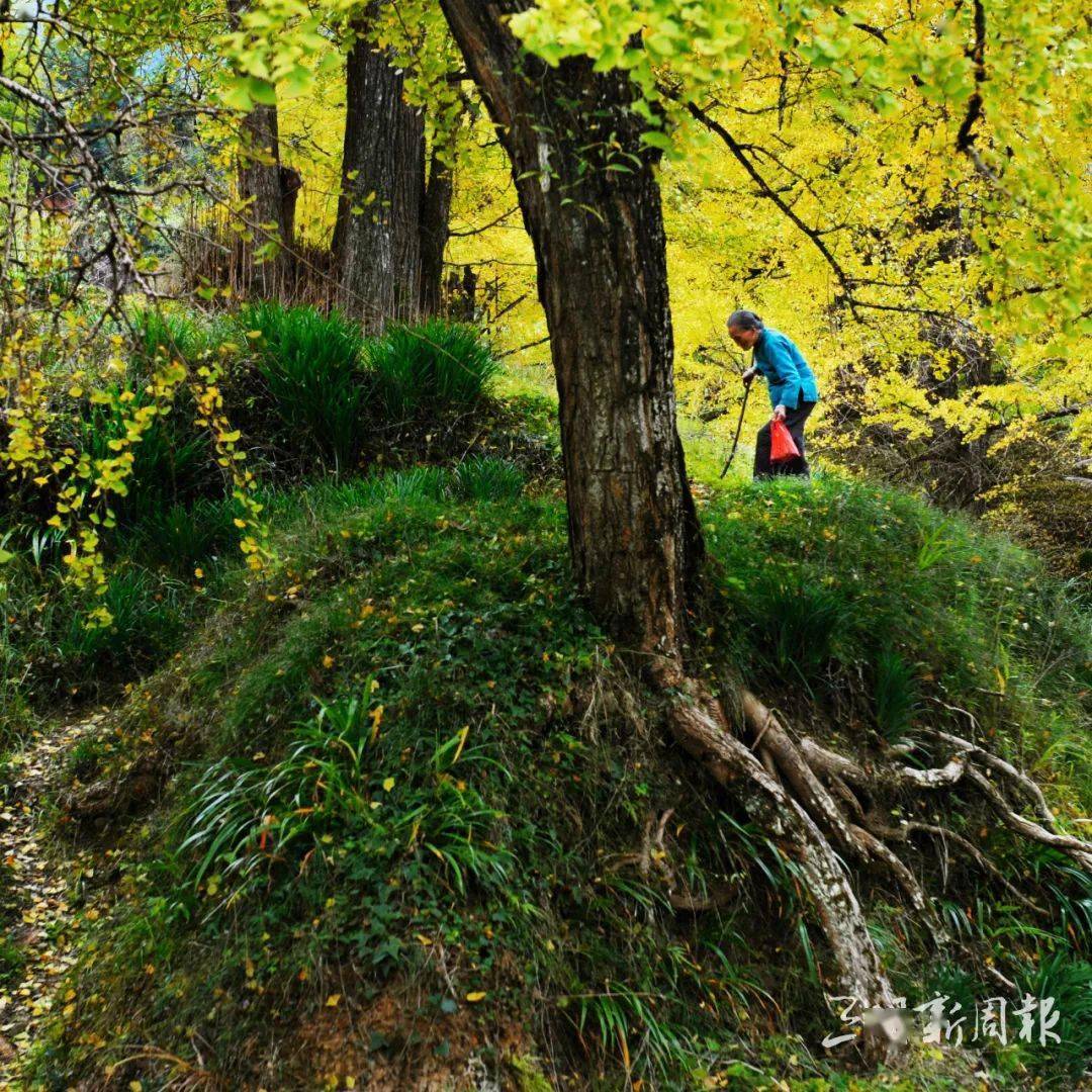 "风展红旗·如画三明"摄影旅游线路⑩:朱子故里 闽心尤溪_景区_梯田