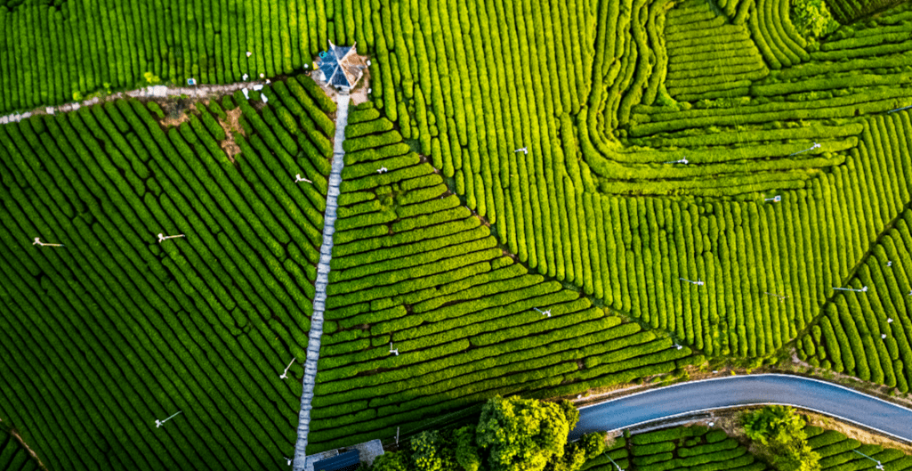 【央广网看浙江】以茶促旅,松阳奏响茶旅融合"富民曲"_茶园_茶叶_大木