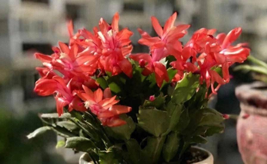 的小花,真的美丽又治愈,一粒小种子就能种一大片花海_种植_开花_花儿