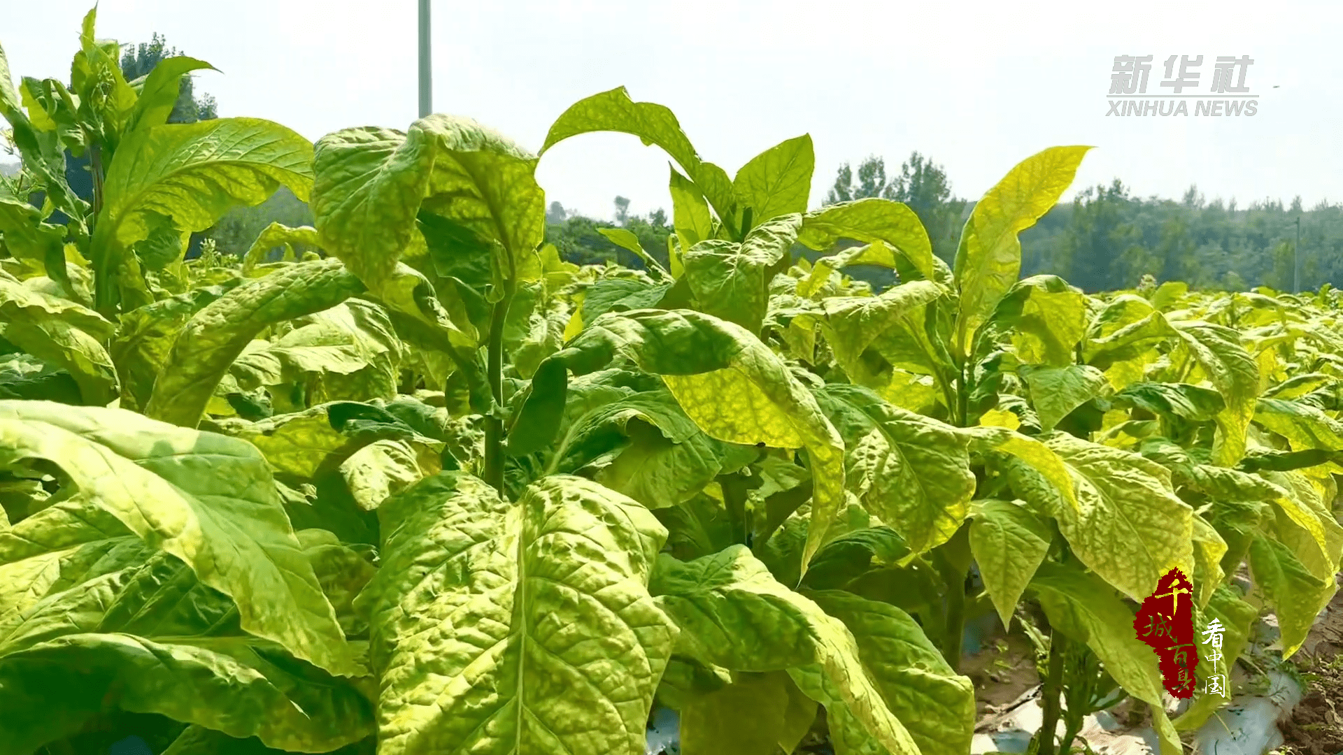 制片人:马宝军策划:杜屹然统筹:张青编导:陶玲君新