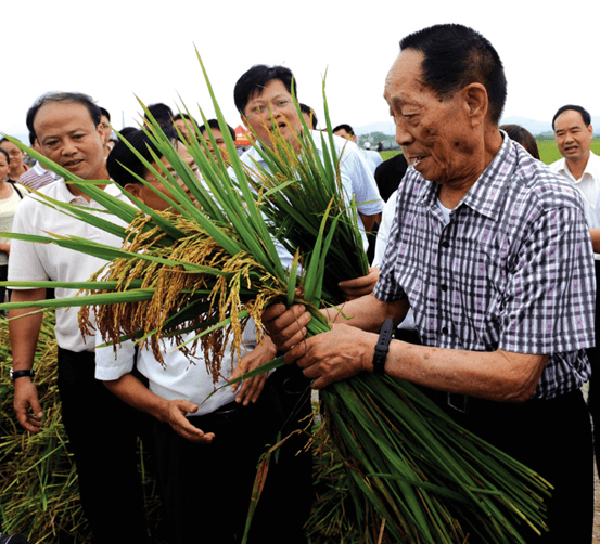 满志为农业,他就是杂交水稻之父——袁隆平.