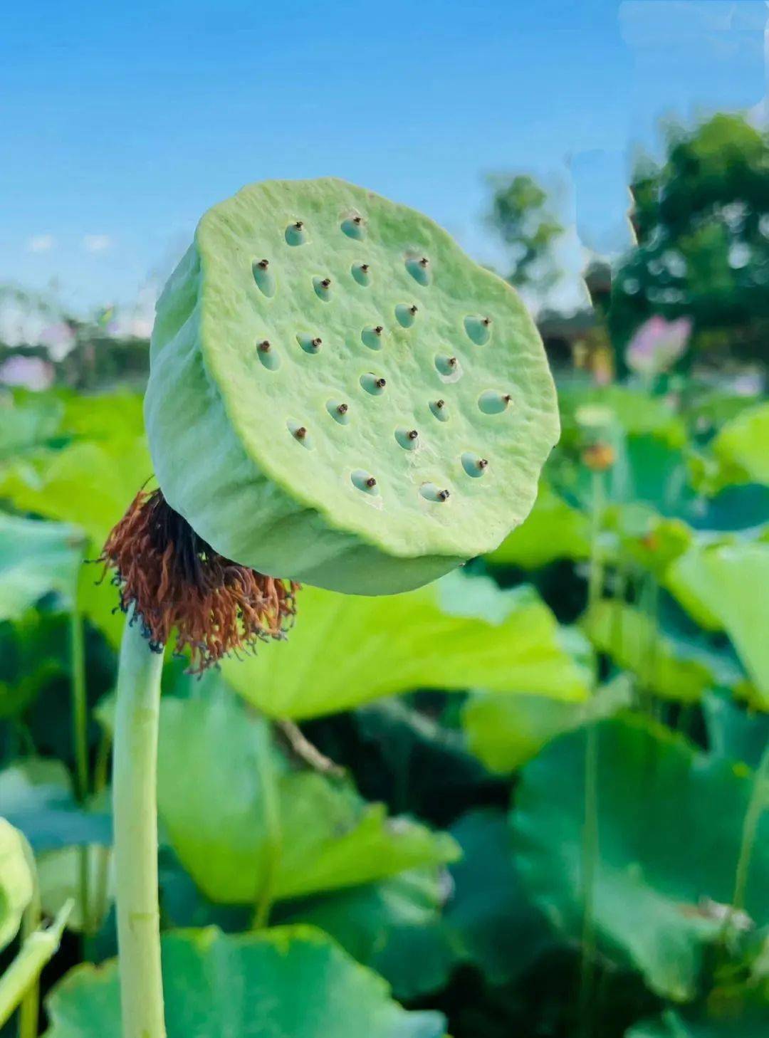 因"荷"而来,"荷你藕遇"秋日的浪漫,开始啦亲手采收莲蓬,摘荷叶将呈现