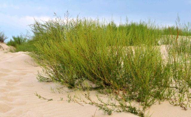 过敏性鼻炎困扰内蒙人:患者对防风固沙的蒿草过敏,在花粉成熟季全天戴