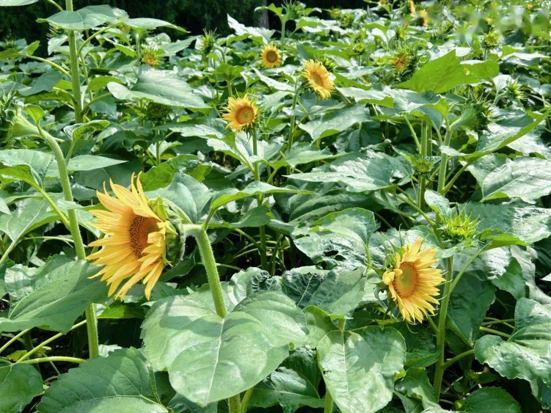 国庆期间绽放的油葵"花束"在一场秋雨过后更显娇憨灿烂便欢天喜地地