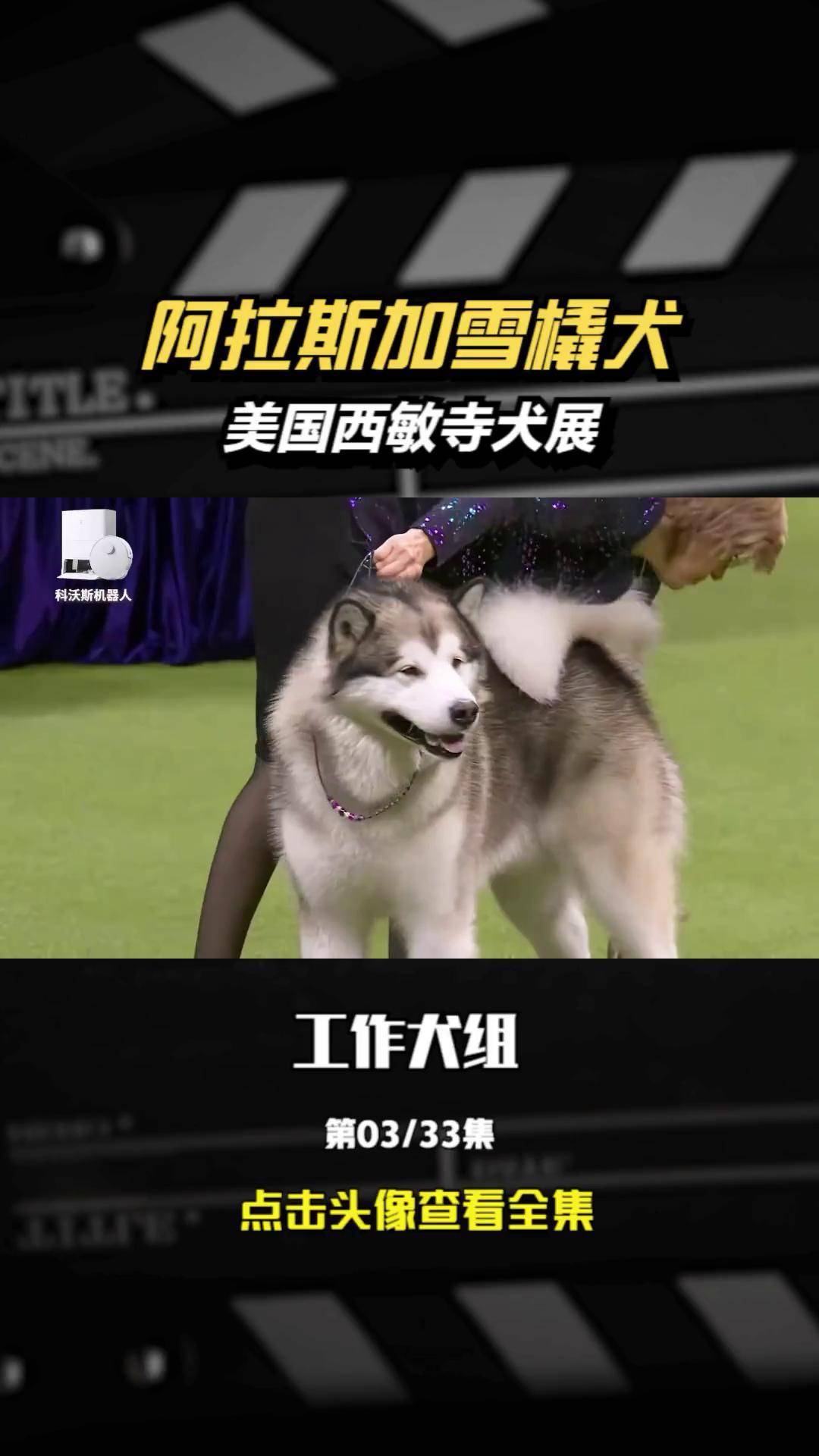 3阿拉斯加雪橇犬-2023美国西敏寺犬展 阿拉斯加雪橇三傻犬展赛级犬吕
