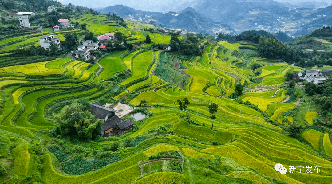 白露时节,新宁县黄龙镇跳石村梯田披上金黄色的秋装,水稻拼出壮美秋色