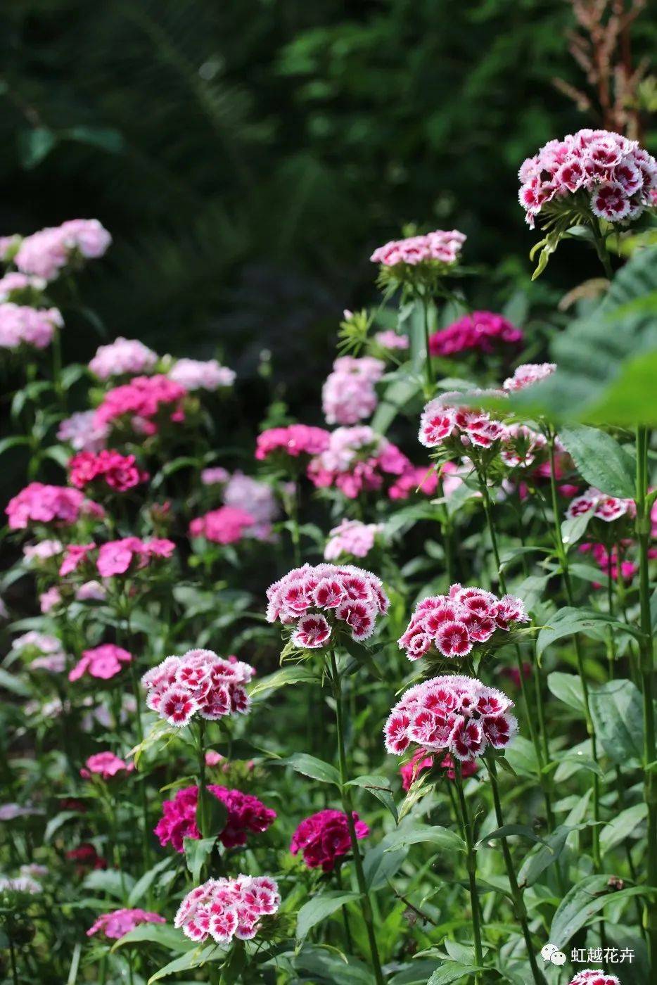 79种秋季草花图鉴!冬天也能花开满园~_系列_天竺葵_冰糕