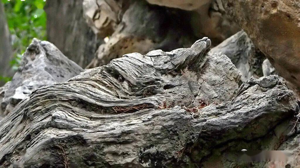 硅化木并不是特别罕见的东西现在的收藏市场上常可以见到有一些甚至