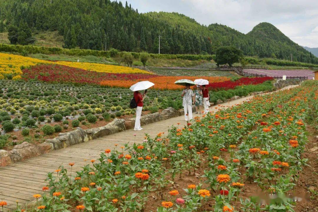 【聚焦】贵州麻江:花卉产业助增收67_种植_菊花园_江村