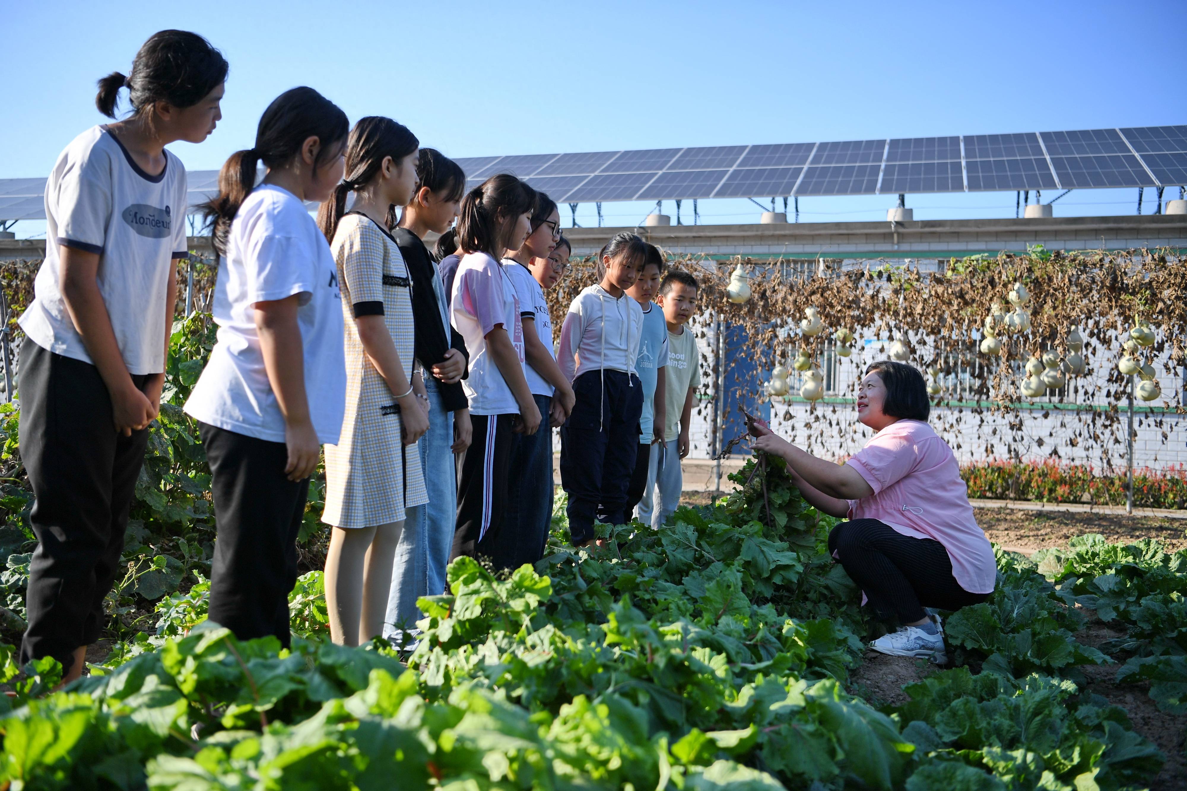 9月13日,河北省乐亭县新寨镇兰坨小学的老师在校园农场内指导学生
