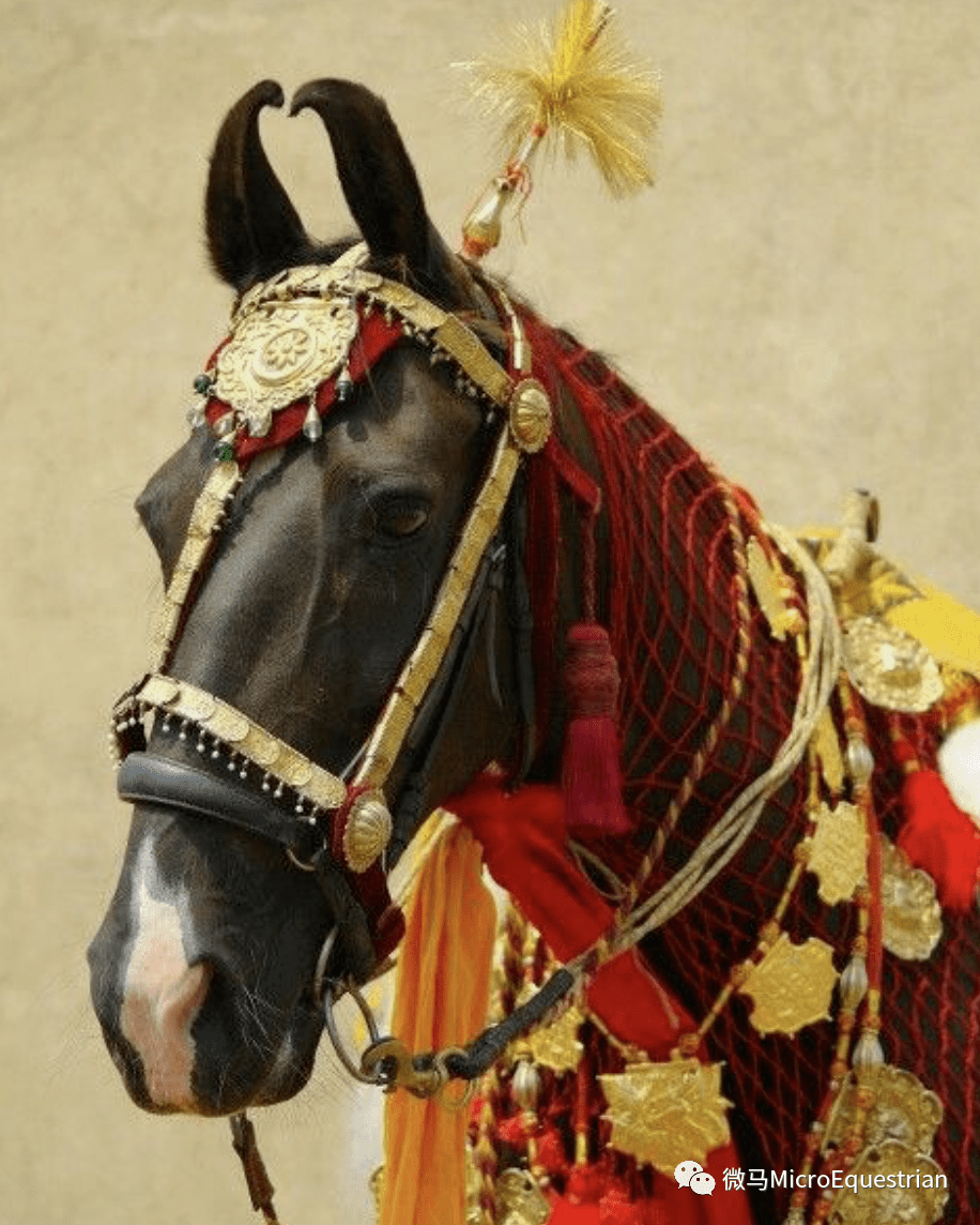 中世纪最好的战马——印度卷耳马