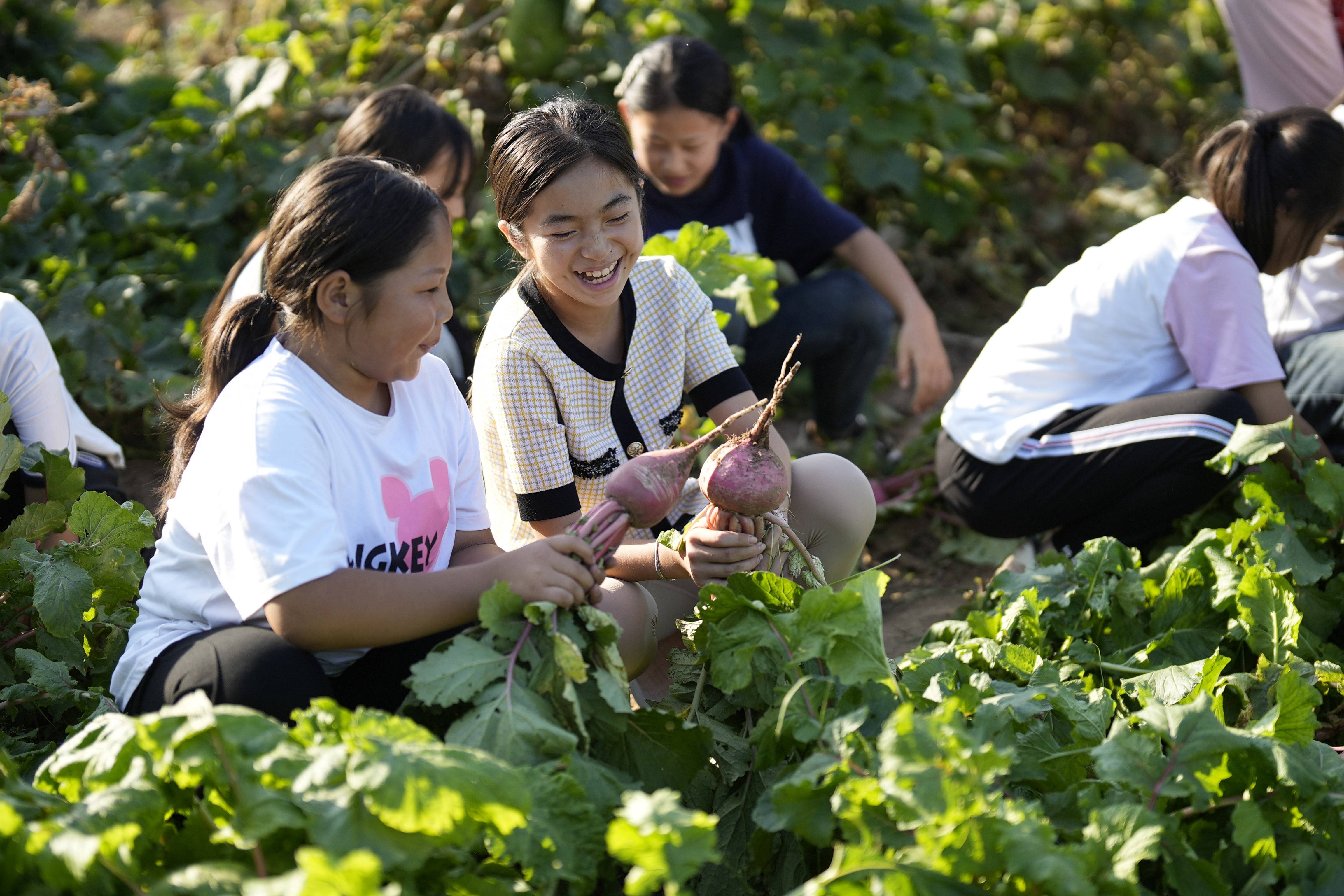 9月13日,河北省乐亭县新寨镇兰坨小学的学生在校园农场内收获萝卜