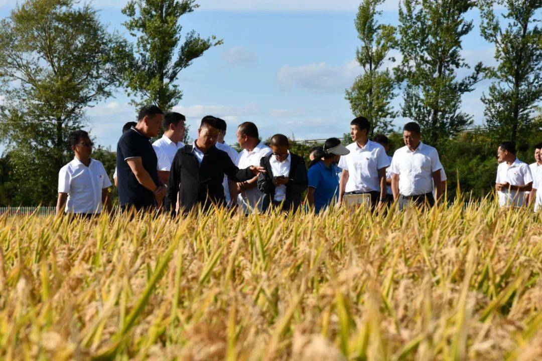 莲汇6612水稻品种图片