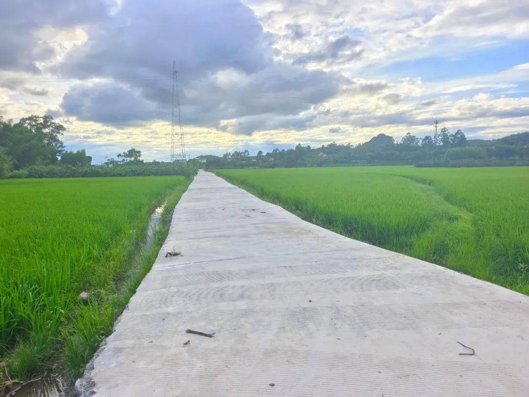 象州县大乐镇:修好产业路,打通幸福"快车道"!_发展_村委_群众