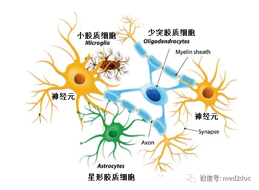 根据现有的神经科学发现,我们大脑中的细胞主要可分为两大类.