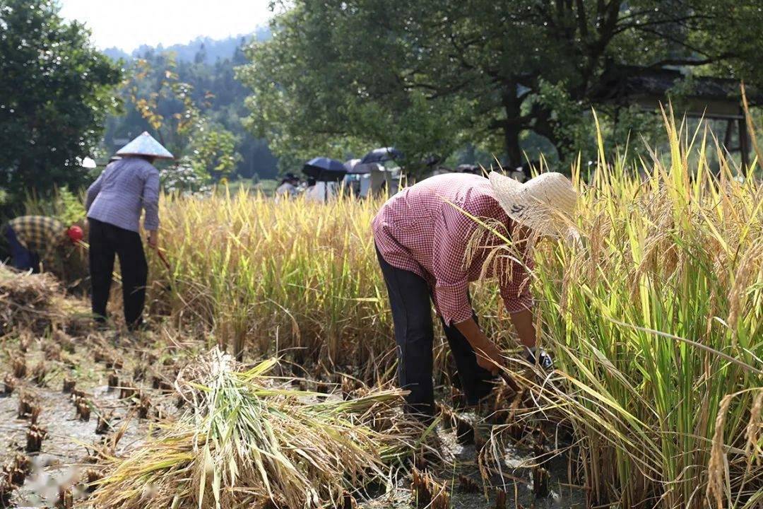 黟见倾心 · 自在桃源 | 9月,田间好"丰"景 稻田收割忙_黟县_稻穗