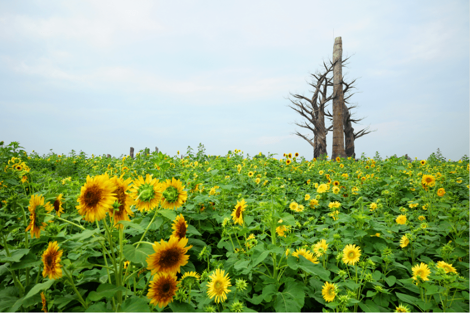 义乌这里的向日葵花海来了_森山_铁皮_小镇