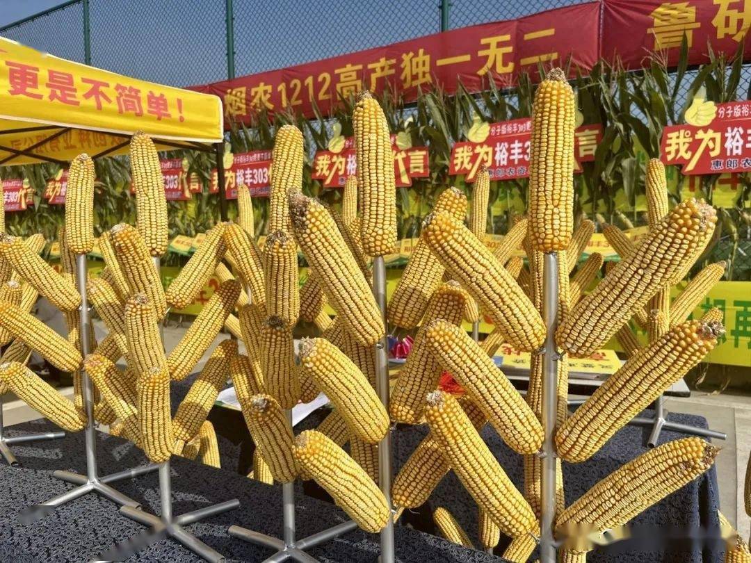 "裕丰303"何以持续走红?_灵璧县_种业_北京