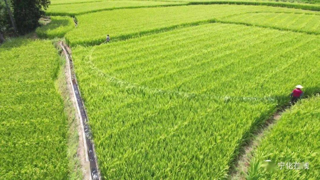 大路村党支部书记曾显文介绍,"目前是水稻制种正值盛花期,我们拉花粉