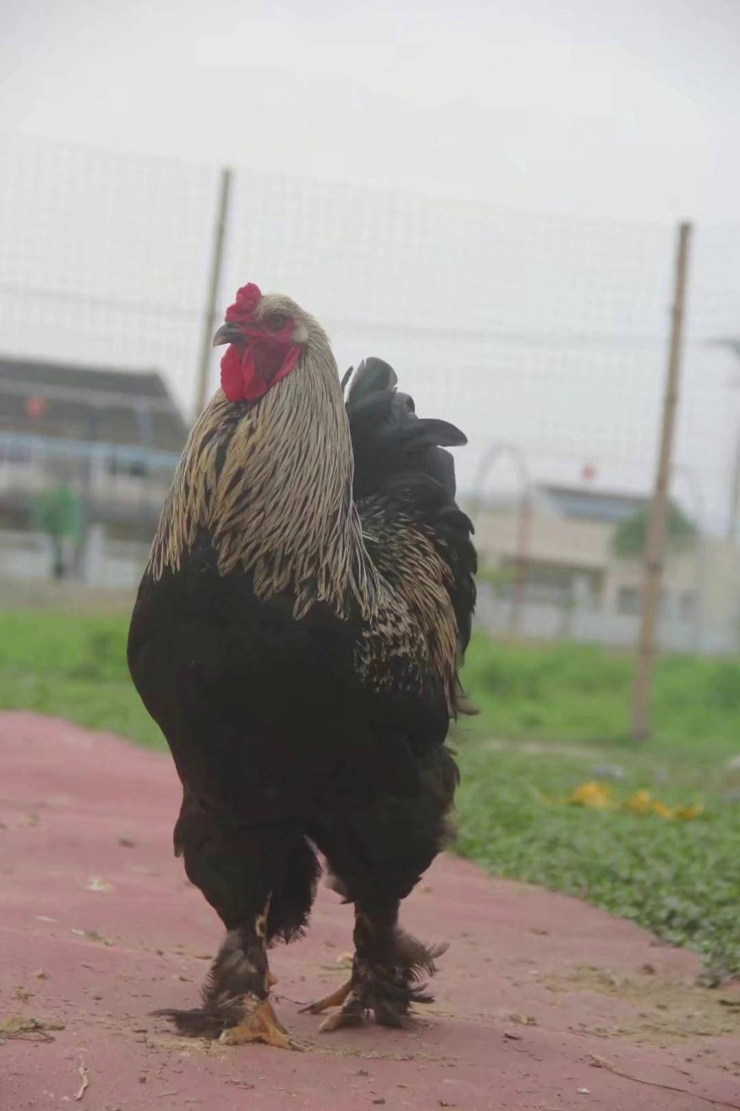 婆罗门鸡 婆罗门鸡的品种分享一锅炖不下 观赏鸡dou 小助手