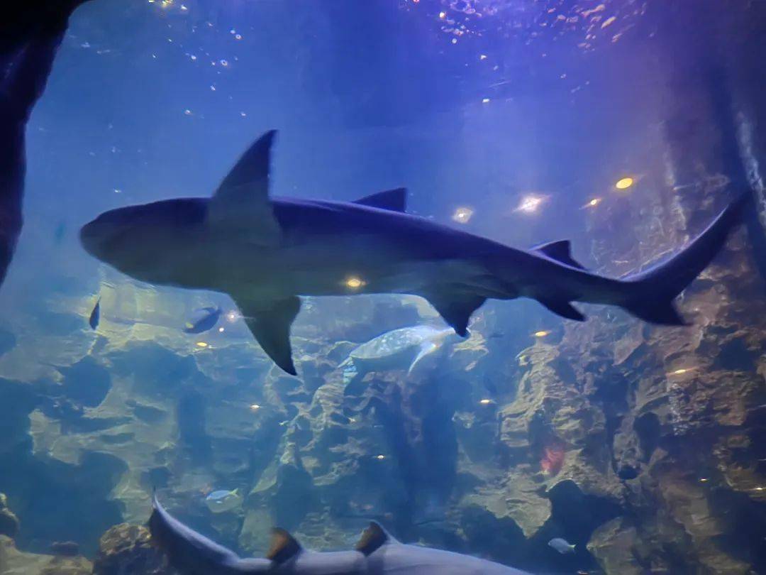鲨鱼是脊索动物门软骨鱼纲动物的统称类,世界上有520多种鲨鱼,其中