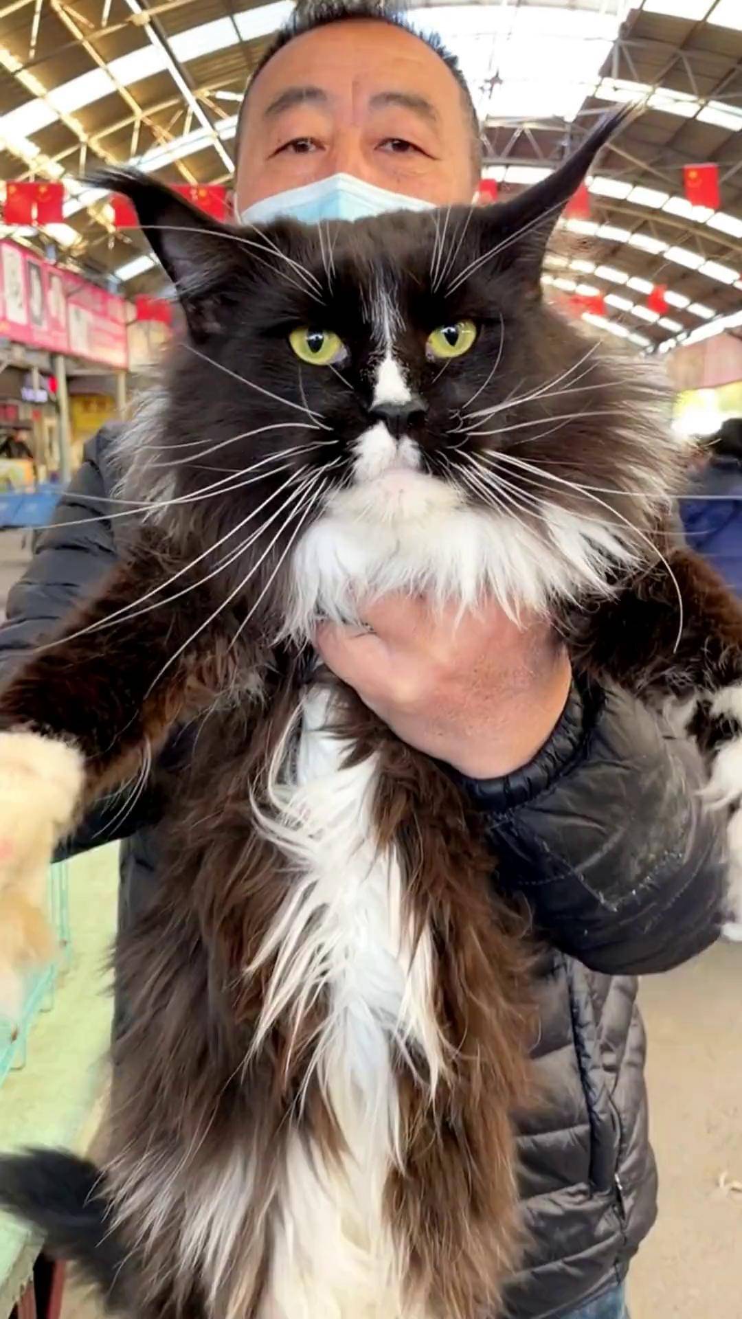 黑白色缅因,还有白手套,你们看看怎么样猫市 缅因猫 被迫营业的猫猫