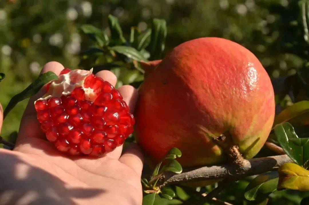 【突尼斯软籽石榴】!一咬就爆,不用吐籽,过瘾!_果粒_种植_颜色